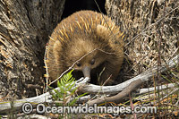Short-beaked Echidna Photo - Gary Bell