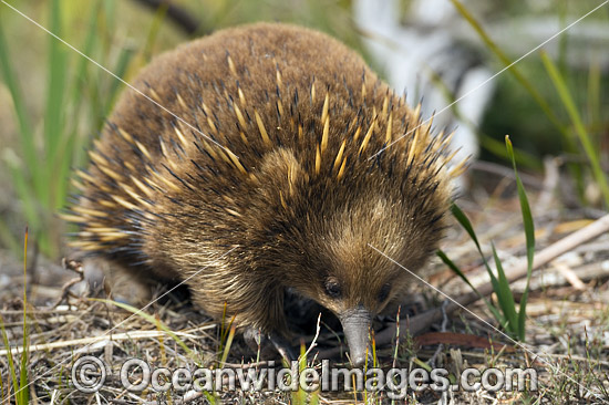 Short-beaked Echidna photo