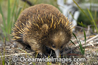 Short-beaked Echidna Photo - Gary Bell