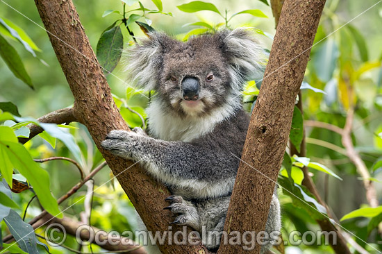 Koala resting in a tree photo Koala resting in a tree photo