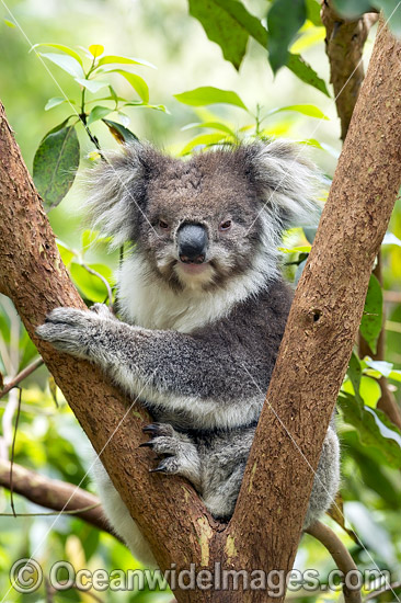 Koala photo Koala photo