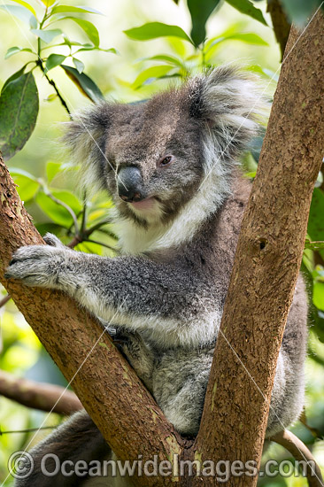 Koala photo