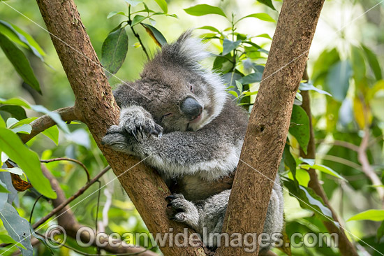 Koala sleeping photo