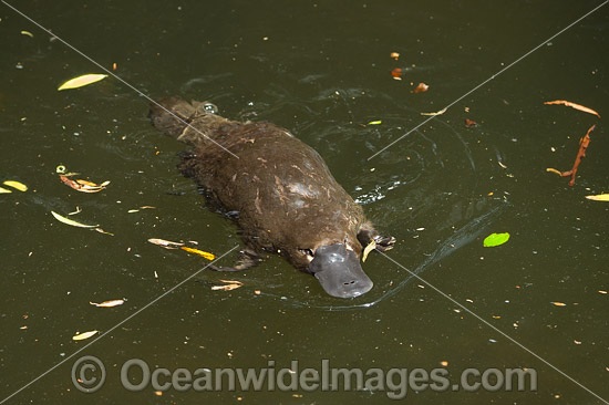 Platypus photo Platypus photo