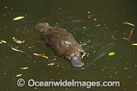 Platypus Photo - Gary Bell
