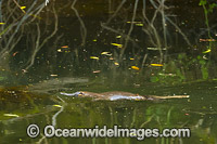 Duck-billed Platypus Photo - Gary Bell