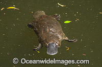 Platypus Photo - Gary Bell