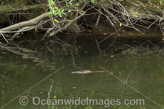 Duck-billed Platypus photo
