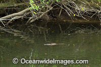 Duck-billed Platypus Photo - Gary Bell