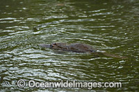 Platypus Photo - Gary Bell