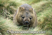 Tasmanian Wombat Photo - Gary Bell