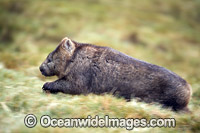 Tasmanian Wombat Photo - Gary Bell