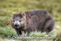 Tasmanian Wombat Photo - Gary Bell
