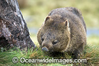Tasmanian Wombat Photo - Gary Bell