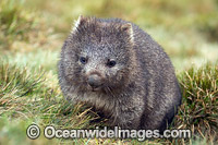 Tasmanian Wombat Photo - Gary Bell
