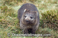 Wombat Vombatus ursinus tasmaniensis Photo - Gary Bell