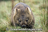 Tasmanian Wombat Photo - Gary Bell