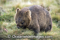 Wombat Vombatus ursinus tasmaniensis Photo - Gary Bell