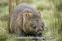 Tasmanian Wombat Photo - Gary Bell