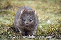 Tasmanian Wombat Photo - Gary Bell