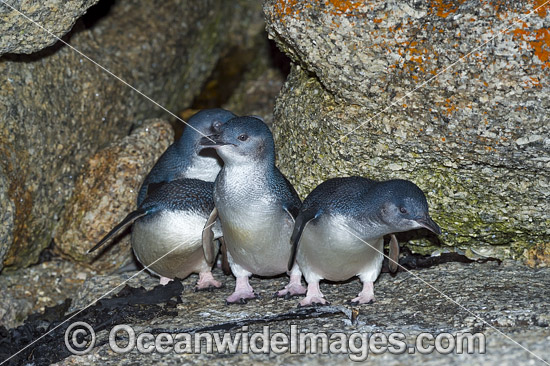 Fairy Penguins photo Fairy Penguins photo