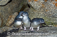 Fairy Penguins Photo - Gary Bell