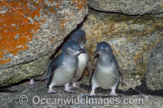Fairy Penguins photo Fairy Penguins photo