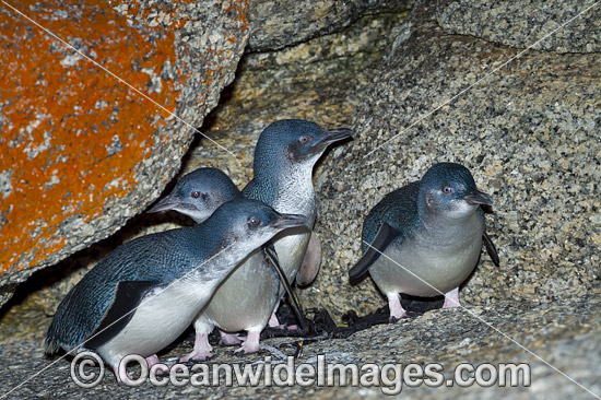 Fairy Penguins photo Fairy Penguins photo