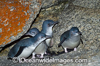 Fairy Penguins Photo - Gary Bell