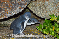Fairy Penguins Photo - Gary Bell