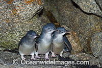 Fairy Penguins Photo - Gary Bell
