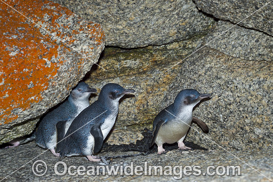 Fairy Penguins photo Fairy Penguins photo
