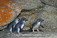 Fairy Penguins Photo - Gary Bell