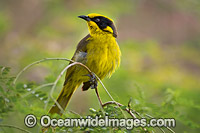 Yellow-tufted Honeyeater Photo - Gary Bell