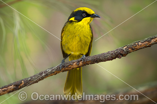 Yellow-tufted Honeyeater photo Yellow-tufted Honeyeater photo