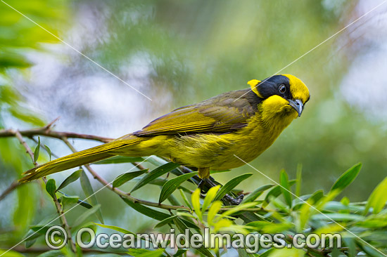 Yellow-tufted Honeyeater photo Yellow-tufted Honeyeater photo