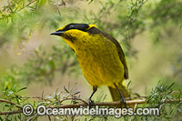 Yellow-tufted Honeyeater Photo - Gary Bell