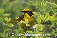 Yellow-tufted Honeyeater Photo - Gary Bell
