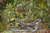 Brush Stone-curlew Photo - Gary Bell