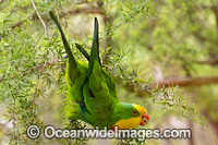 Superb Parrot Australia Photo - Gary Bell