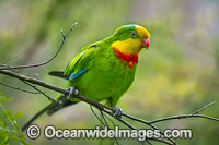 Superb Parrot Photo - Gary Bell