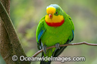 Superb Parrot Photo - Gary Bell