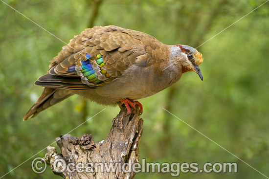 Brush Bronzewing photo Brush Bronzewing photo