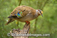 Brush Bronzewing Photo - Gary Bell