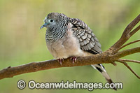 Peaceful Dove Geopelia placida Photo - Gary Bell