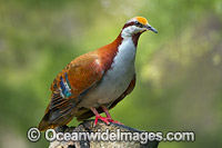 Brush Bronzewing Photo - Gary Bell