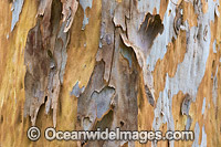 Gum Tree bark Photo - Gary Bell