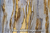 Gum Tree bark Photo - Gary Bell