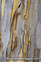 Gum Tree bark Photo - Gary Bell