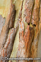Gum Tree bark Photo - Gary Bell
